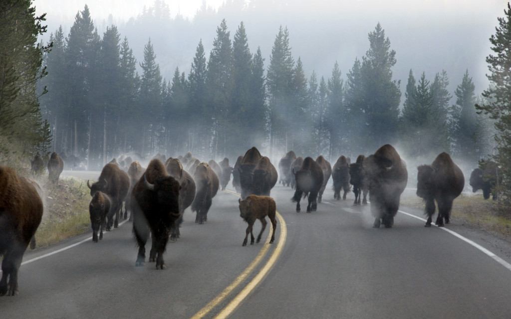 Bison in Yellowstone